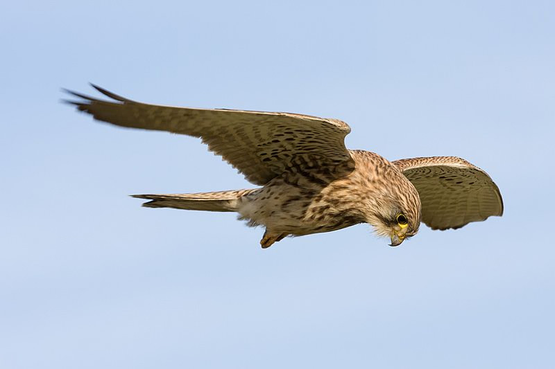 Falco tinnunculus Common Kestrel Torenvalk